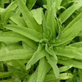Asparagus Lettuce New Yu Mai Seeds – 500mg for Planting, Unique Asian Green, Crisp Stems & Tender Leaves, Fast Growing, Garden - Container