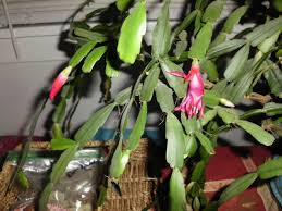 White Christmas Cactus Cuttings (4"-5") | 5 Unrooted Segments | Easy to Grow Holiday Plant | Schlumbergera Starter Plant