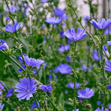 600 Seeds Chicory, Cichorium Intybus, Heirloom Edible Greens and Root Herb