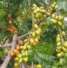 1 Starter Plant Spanish Plum Tree (Spondias purpurea) Live Tropical Fruit Tree 3'-4'
