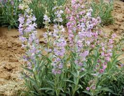 100 mg Seeds Penstemon Angustifolius (Narrowleaf Beardtongue) for Planting | Native Perennial Wildflower for Pollinator Gardens