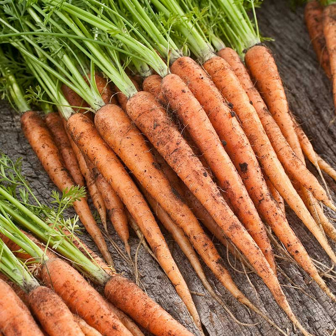Carrot Scarlet Nantes Seeds – 1g for Planting, Heirloom Variety, Sweet & Crisp, Smooth Cylindrical Roots, High Yield, Garden Container