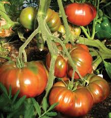 Black Krim Tomato Seeds | Heirloom, Non-GMO | 8-16 oz Fruit | 80 Days | USDA Zones 3-10 |