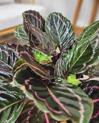 25+ Dottie Calathea Seeds - Exotic Tropical Houseplant - Dark Foliage with Pink Accents - Indoor & Shaded Garden