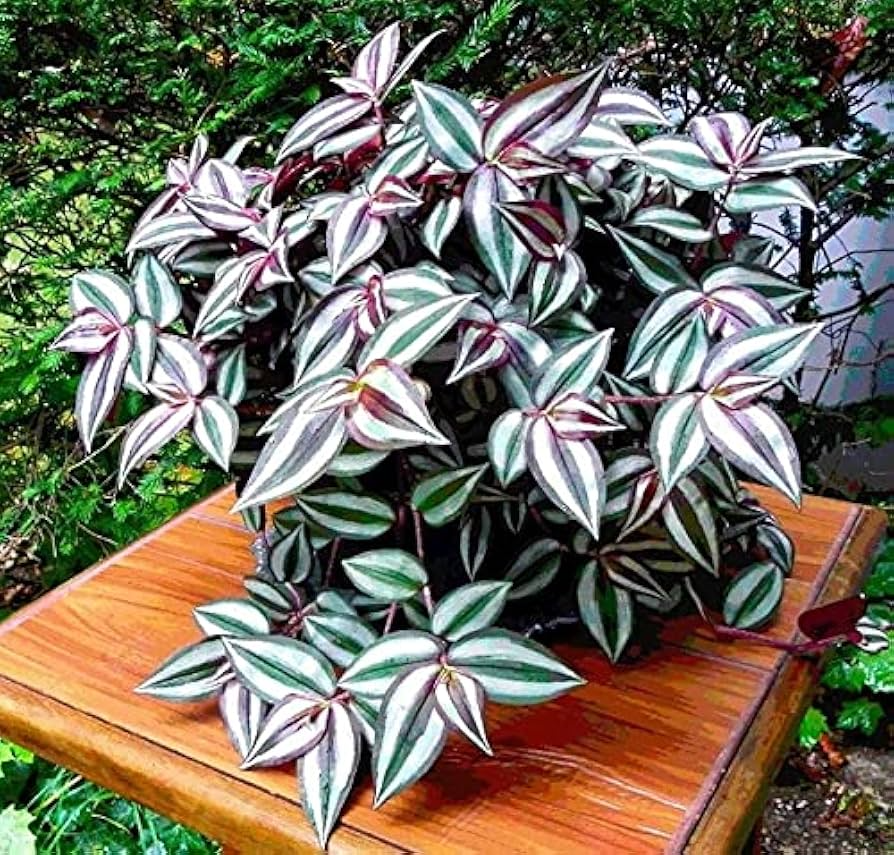 12 Fully Rooted Wandering Jew Cuttings (Tradescantia Zebrina) - Healthy, Guaranteed to Grow, Easy Care Houseplant, Indoor Plant, Fast Growth