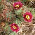 Cylindropuntia Prolifera Coastal Cholla Cactus Cutting - 3" Los Angeles CA Pup, Full/Partial Sun