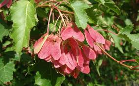 10 Seeds Acer Tataricum (Tatarian Maple) for Planting - Hardy Tree for Landscaping, Shade, & Gardens - Unique, Fast-Growing Tree Seeds