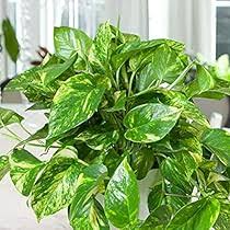 Rare Patricio Pothos Cutting - Highly Variegated Hybrid Golden - Unrooted with 2+ Nodes - Indoor/Outdoor Houseplant