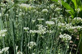 250mg Flowering Chinese Leek Seeds Allium tuberosum | Non-GMO, Heirloom, Edible Greens, Hardy Perennial, Garlic Chive Alternative