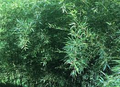 1 Live Bare Root Plant Bamboo Red Margin, Phyllostachys Rubromarginata, Hardy Fast-Growing Bamboo