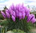 3 Plugs Purple Pampas Grass (Cortaderia selloana) – Ornamental Grass for Landscaping, Garden Decor