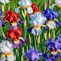 30 Iris Flower Seeds (Iris siberica) Colorful Mix, Purple, White, Red, Blue, Siberian Iris, Easy to Grow, Vibrant Outdoor Garden Flowers