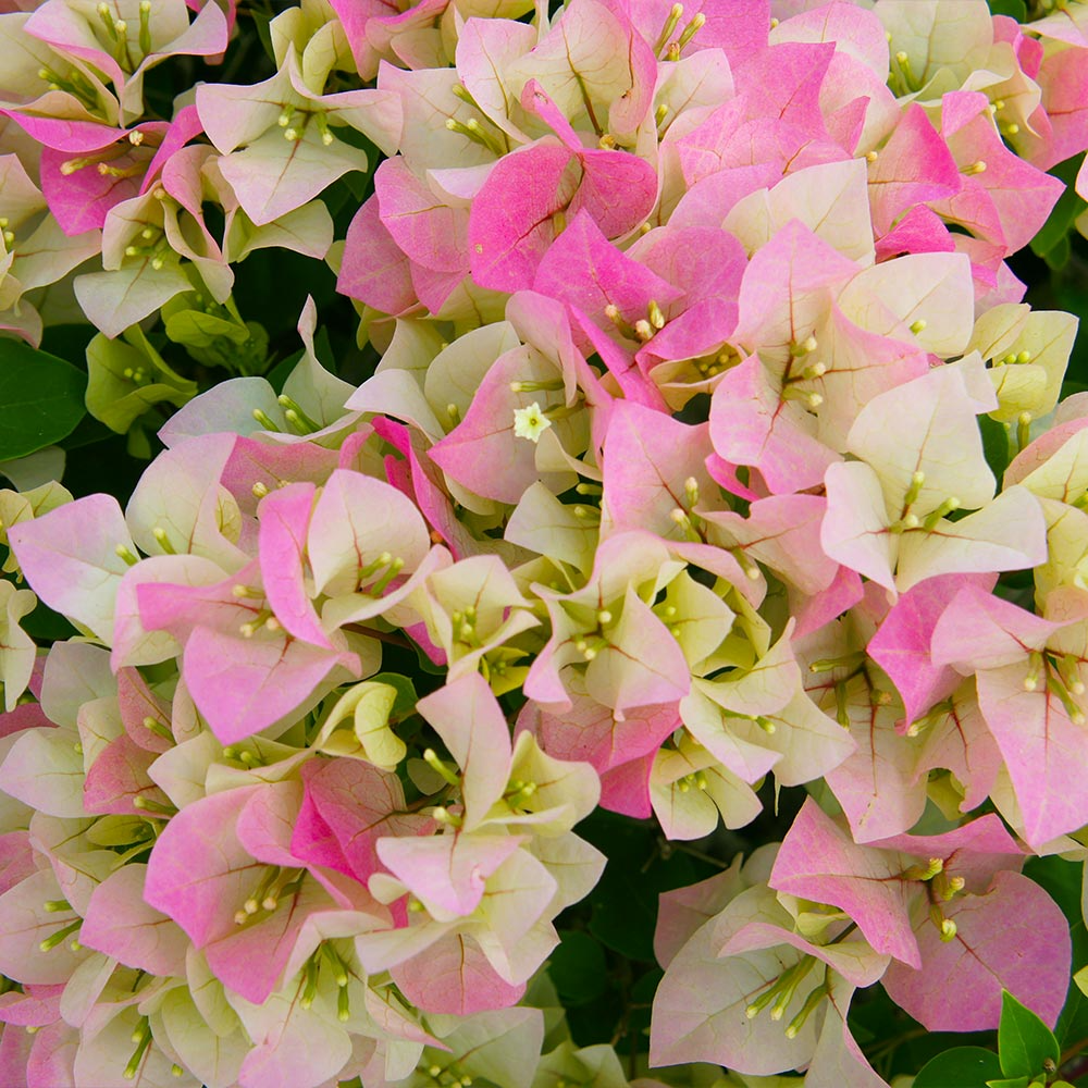 Imperial Thai Delight Bougainvillea Starter Plant - Well Rooted Live Plug, Evergreen Shrub, Light Watering, Full Sun, Tropical Beauty