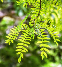 1 Live Bare Root Plant Thornless Honey Locust Tree (Gleditsia triacanthos var. inermis) 18"-24"