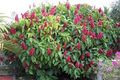 7 Brazilian Red Cloak Unrooted Cuttings 5-8" Easy to Root, Gorgeous Tropical Shrub, Great for Gardens, Landscapes, Privacy Hedge, Organic