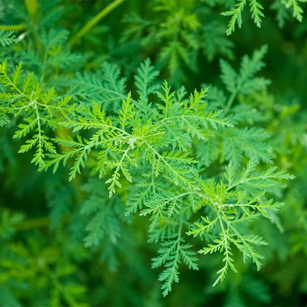 1000 Sweet Wormwood Herb Seeds (Artemisia annua), Sweet Annie Sagewort, Aromatic Herb, Drought-Tolerant, Perfect for Garden & Tea