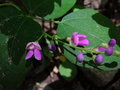 5 Seeds Phaseolus polystachios - Wild Kidney Bean Vine, Native Perennial Climber