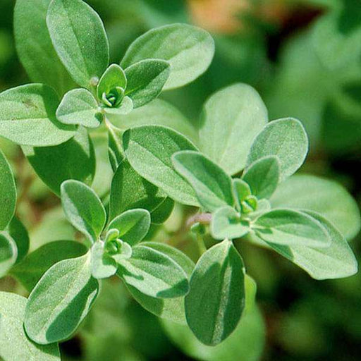400 Seeds Marjoram (Origanum majorana) – Non-GMO, Aromatic Herb, Perfect for Garden & Culinary Use, Easy to Grow, Organic Herb Planting