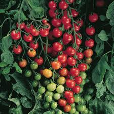 Supersweet 100 Tomato Seeds (F1 Hybrid) | Non-GMO | Sweet Cherry Tomatoes | 65 Days to Maturity | USDA Zones 3-10 |