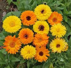 Calendula Pacific Beauty Orange Seeds – 300mg (~100 Seeds), Vibrant Annual Blooms, Easy to Grow, Pollinator Friendly, Garden Favorite