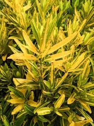 1 Codiaeum Variegatum ‘Sunny Star’ – Croton Bare Root Live Plant 7-10” Tall – Vibrant Tropical Foliage