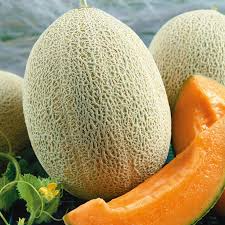 1g Hales Best Jumbo Melon Seeds | Cucumis melo | Heirloom, Non-GMO | Sweet, Juicy, & Heat-Tolerant