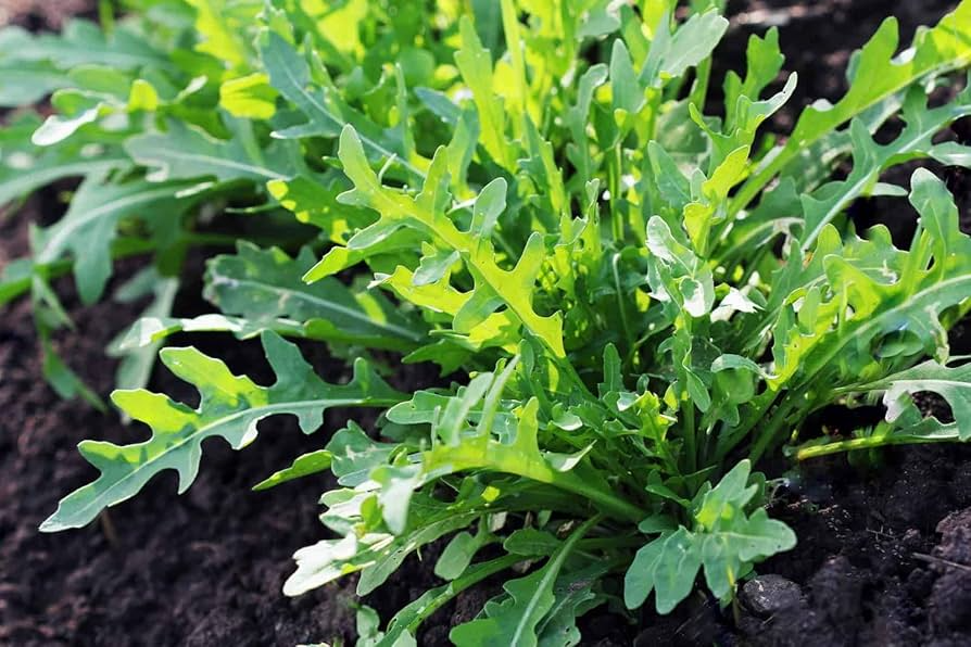 700 Seeds Arugula (Eruca sativa) – Non-GMO, Heirloom, Fast Growing, Perfect for Garden, Organic Planting, Great for Salads & Healthy Dishes