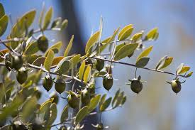 Jojoba Seeds – Simmondsia chinensis – 5 Seeds for Planting, Drought-Tolerant Shrub, Evergreen Landscape Plant, Ideal for Arid Gardens