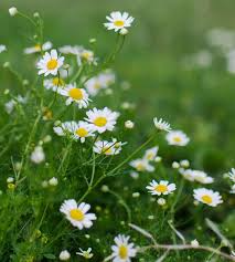2000 Seeds Roman Chamomile (Chamaemelum nobile) – Fragrant Perennial Herb for Tea, Ground Cover, and Aromatherapy