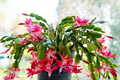 Schlumbergera Buckleyi Original Christmas Cactus, 3 Rooted Cuttings, Repeat Bloomer, No Soil or Pots, Easy Care Indoor Plant
