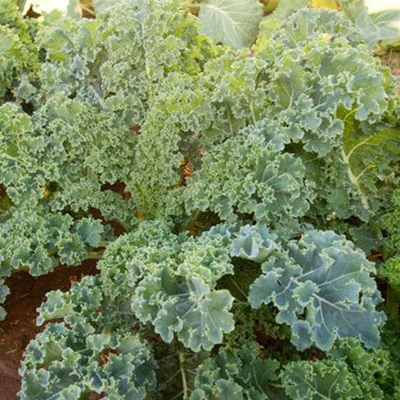 Kale Dwarf Siberian Improved Seeds – 1g for Planting, Heirloom Variety, Cold Hardy, High Yield, Nutrient-Rich, Garden & Container