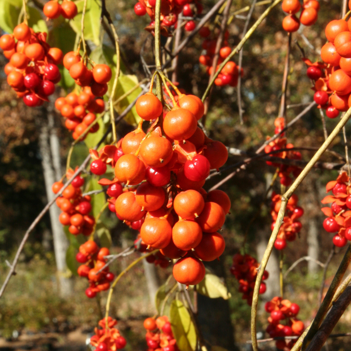 500mg Celastrus Scandens Seeds, American Bittersweet, Native Vine with Vibrant Orange Berries