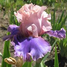 Bearded Iris Florentine Silk - Pink, Lavender, Purple Blooms, Fragrant, Deer-Resistant, USDA Zones 3-10