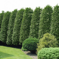 30 Green Giant Thuja Seeds (Thuja plicata) | Arborvitae Cedar Tree | Fast-Growing, Privacy Hedge, Evergreen Tree for Landscaping