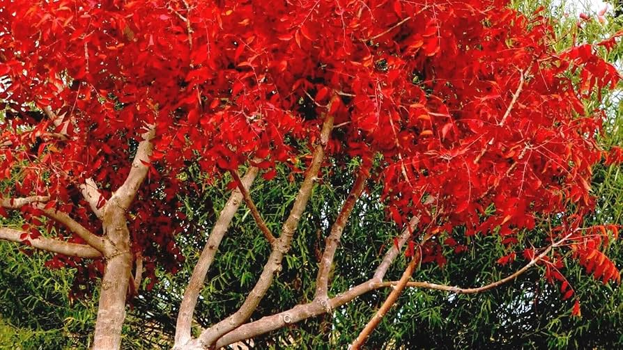 10 Chinese Pistachio Tree Seeds (Pistacia chinensis) – Hardy Ornamental, Fast Fall Color, 35' Tall
