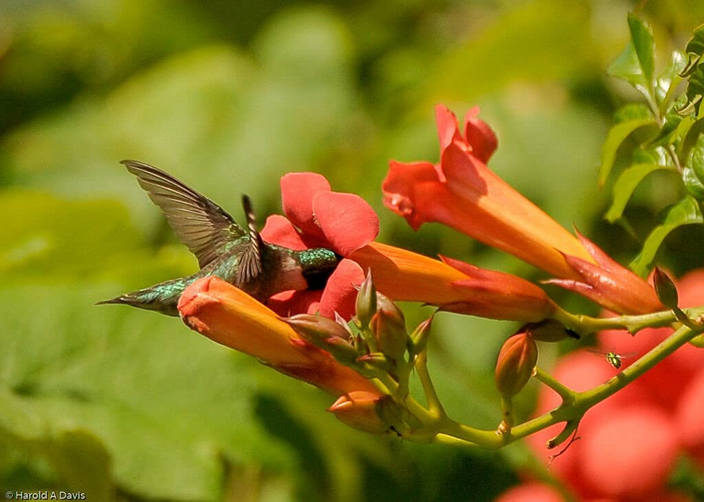 12 Live Red Trumpet Vine Clippings | Campsis Radicans | Perennial Hummingbird Vine | Fast-Growing | Organic Starts |