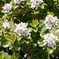 Super Rare Yeddo Hawthorn Minor - 5 Fresh Cuttings for Rooting or Grafting - Unique Ornamental Plant