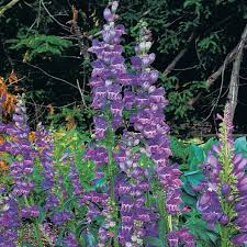 100 mg Seeds Penstemon Secundiflorus (Sidebells Penstemon) for Planting | Drought-Tolerant Native Wildflower for Gardens & Landscapes