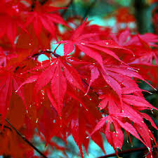 10 Red Japanese Maple Tree Seeds (Acer palmatum) – 20' Tall, Cold Hardy Bonsai Tree