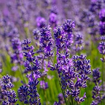 100mg Vera Lavender Seeds Lavandula angustifolia | Fragrant Herb, Heirloom, Non-GMO, Pollinator-Friendly, Perennial