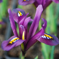 Iris Reticulata J.S. Dijt 4-8" Live Flower Bulbs | Purple Dwarf Iris | Early Blooming Perennial | 10-Pack