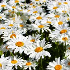 1000 Seeds Daisy Shasta, Leucanthemum × Superbum, Classic Perennial White Flowers