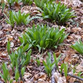 10 Wild Leek Seeds Ramp Allium tricoccum | Heirloom, Non-GMO, Perennial, Woodland Favorite, Gourmet Edible, Rich Onion-Garlic Flavor