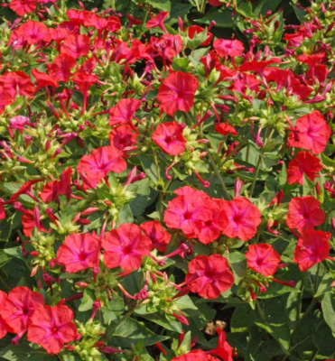 25 Seeds Four O’Clock Bi-Color – Mirabilis jalapa – Heirloom Non-GMO Annual or Perennial – Hummingbird & Pollinator Favorite