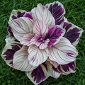 25+ Purple Beauty Calathea Seeds - Exotic Tropical Plant - Stunning Foliage for Indoor Houseplants & Shaded Gardens
