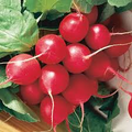 2 oz Red Radish Seeds - Raphanus sativus, Organic Vegetable Seeds for Gardening