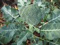 Broccoli Green Sprouting Calabrese Seeds – 1g for Planting, Heirloom Variety, High Yield, Cold Hardy, Garden & Container, Tender Florets