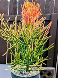 15 Healthy Fire Sticks Succulent Unrooted Cuttings - Euphorbia Tirucalli - Unique Colorful Succulent for Propagation & Garden
