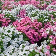 500 Rose Mallow Seed Mixed Colors - Lavatera trimestris, Bulk Flower Seeds, Vibrant Garden Blooms, Annual, Easy-to-Grow, Pollinator-Friendly