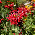 50 Bee Balm Scarlet Red Seeds | Monarda Didyma, Perennial, Hummingbird-Friendly, Non-GMO, Vibrant Red Blooms for Garden